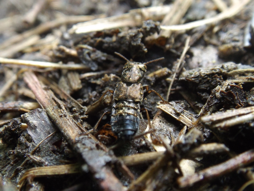 Ontholestes haroldi - sárgatérdű holyva