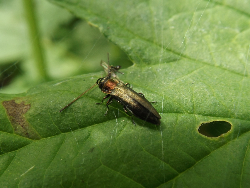 Agrilus auricollis - szil-karcsúdíszbogár