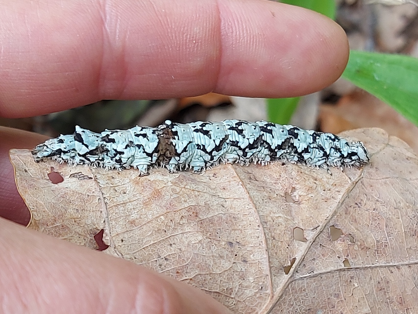 Catocala promissa - kis tölgyfa-övesbagoly