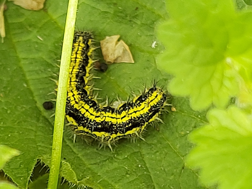 Nymphalis urticae - kis rókalepke