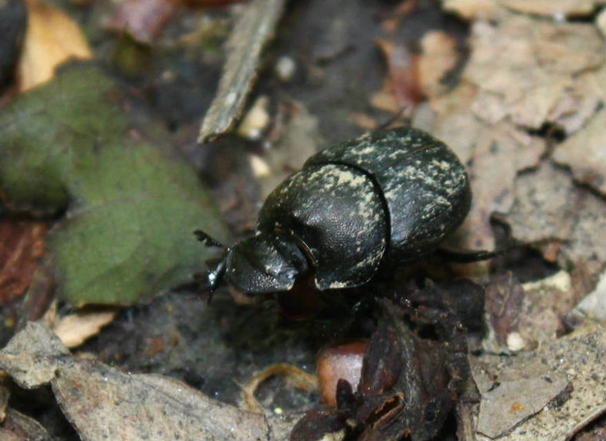 Onthophagus verticicornis - fekete trágyatúró
