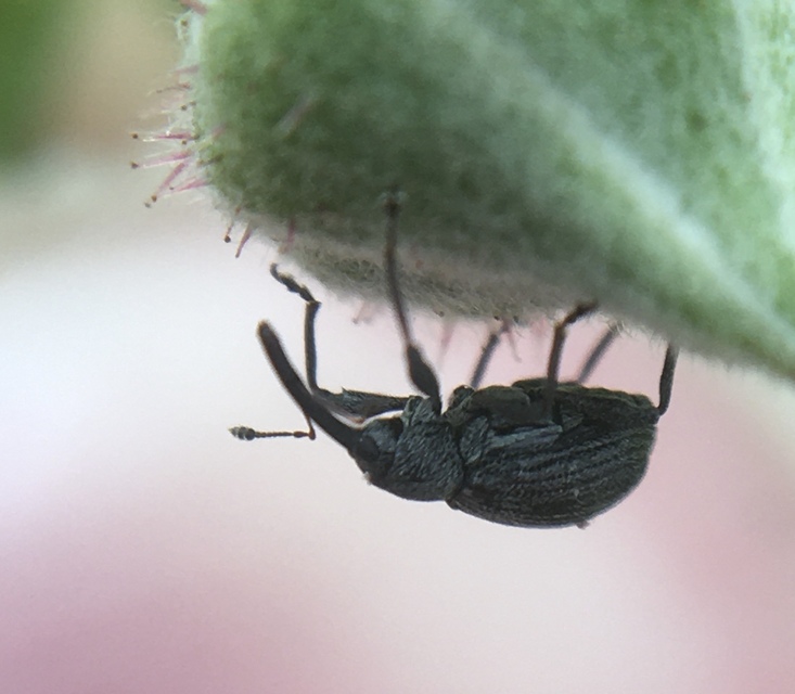 Anthonomus rubi - szamóca-bimbólikasztó