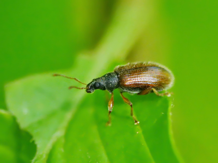 Phyllobius oblongus - közönséges levélormányos