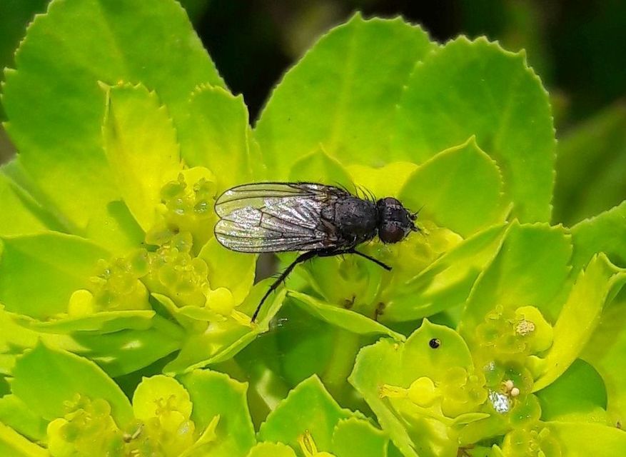 Anthomyiidae - viráglegyek