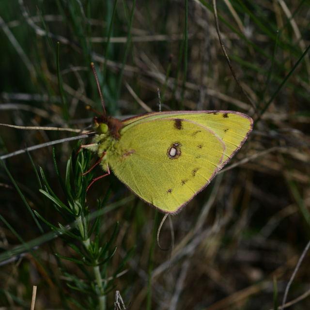 Colias alfacariensis - déli kéneslepke