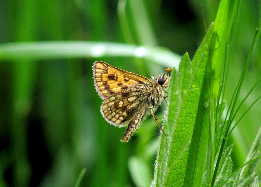 Carterocephalus palaemon - kockás busalepke