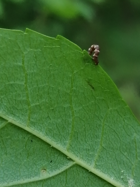 Artiora evonymaria - kecskerágó-araszoló