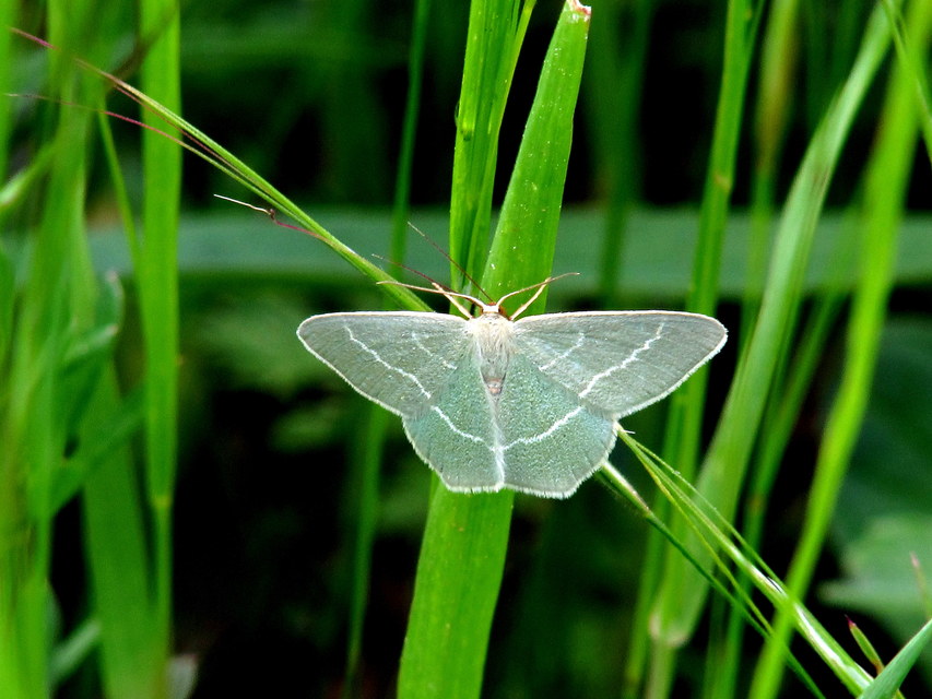 Chlorissa viridata - üdezöld araszoló