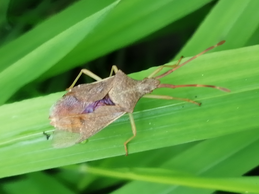 Gonocerus acuteangulatus - aranypetés karimáspoloska