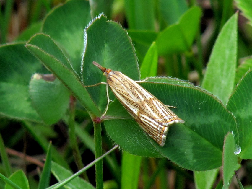 Thisanotia chrysonuchella - tavaszi fűgyökérmoly