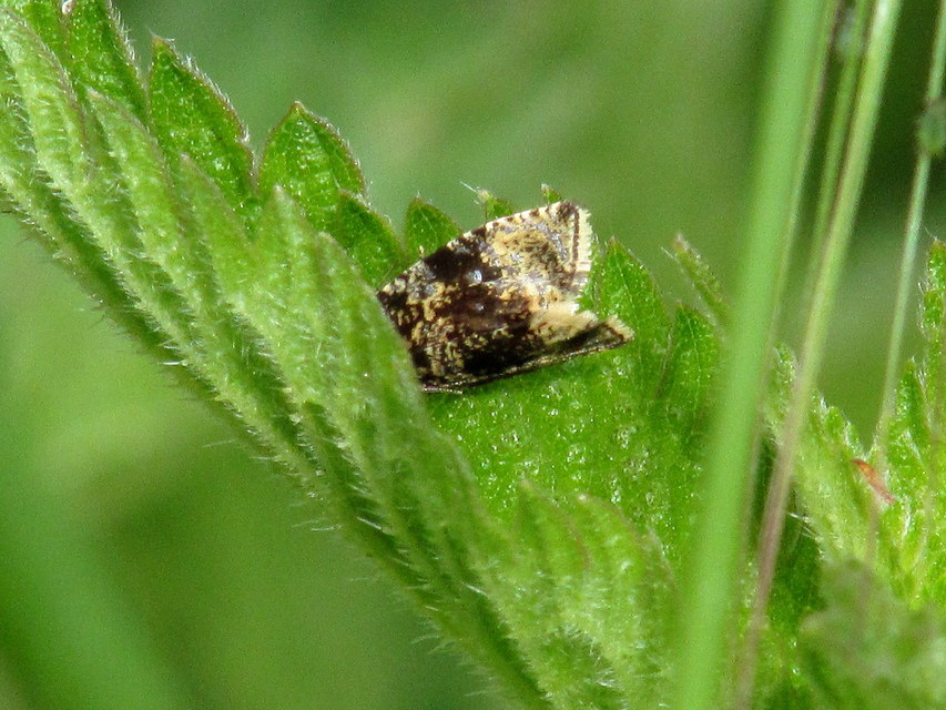 Celypha lacunana - vízparti tükrösmoly
