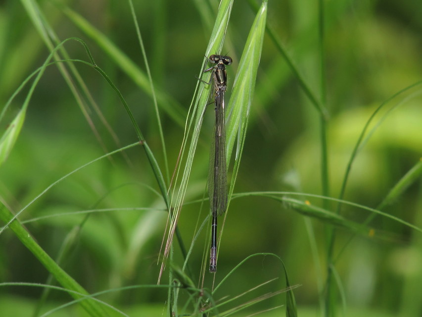 Coenagrion pulchellum - karcsú légivadász