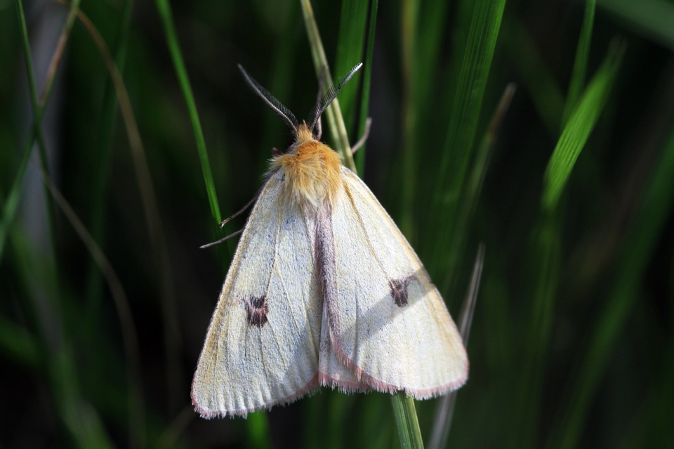 Diacrisia sannio - vörösszélű medvelepke