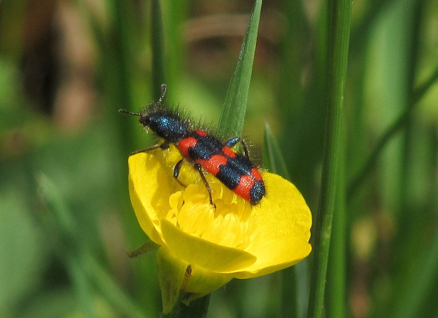 Trichodes favarius - hatfoltos méhészbogár