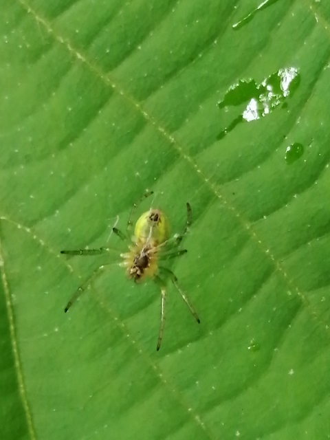 Araniella