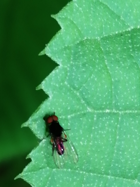 Platypezidae - kormoslegyek