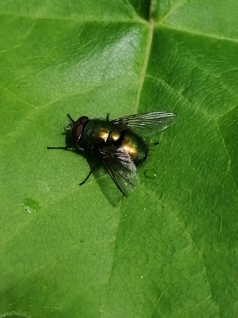Lucilia