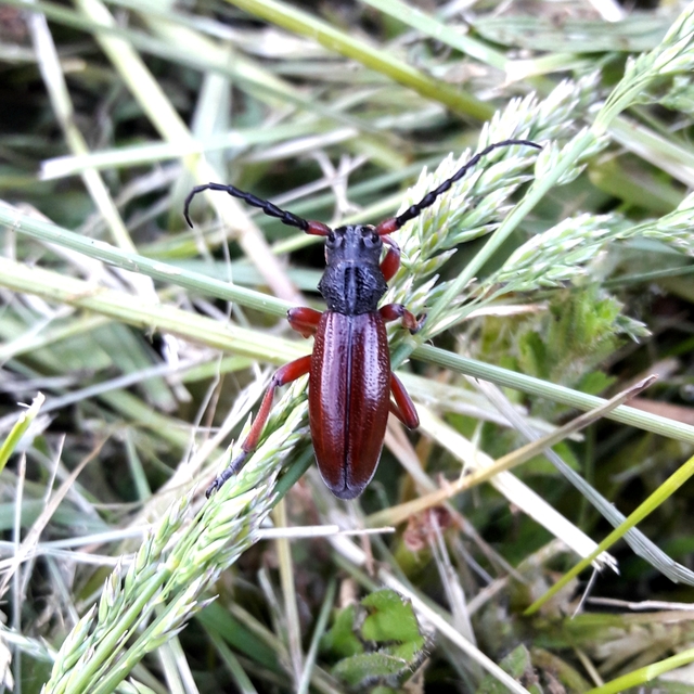 Dorcadion fulvum - barna gyalogcincér Dorcadion fulvum - barna gyalogcincér