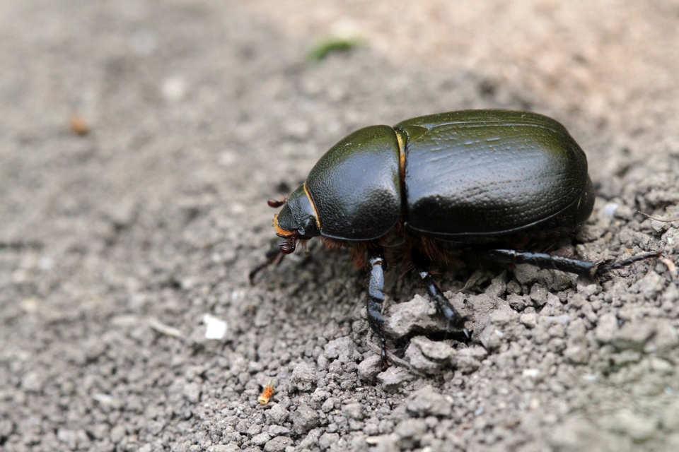Pentodon idiota - butabogár