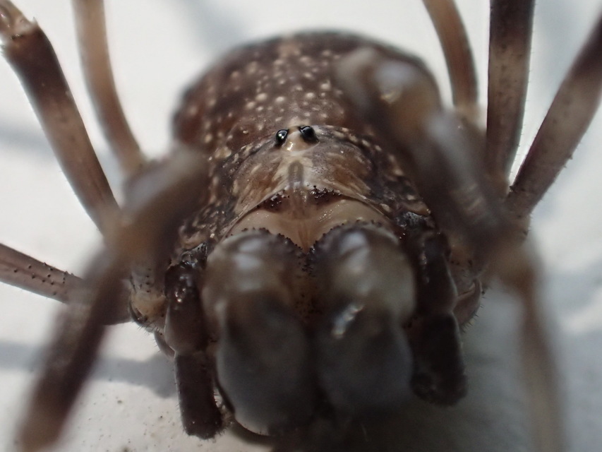 Egaenus convexus