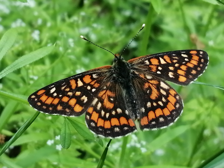 Euphydryas maturna - díszes tarkalepke