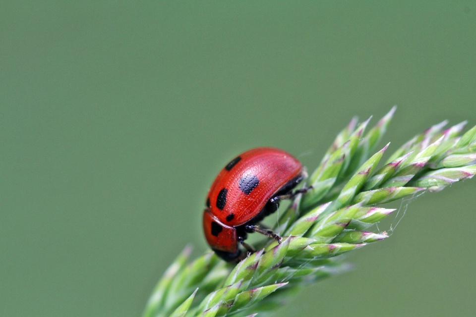 Gonioctena fornicata - közönséges lucernabogár
