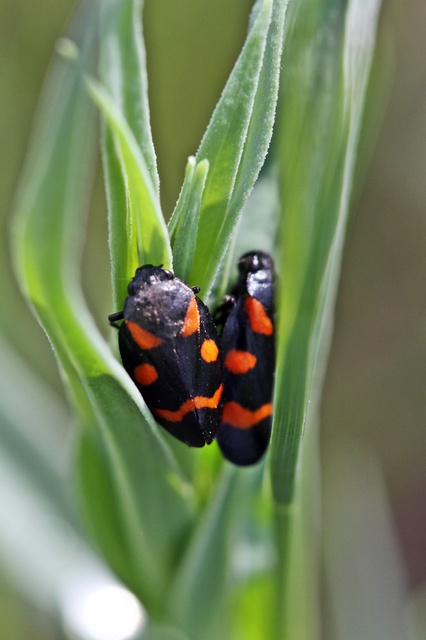 Cercopis arcuata/sanguinolenta