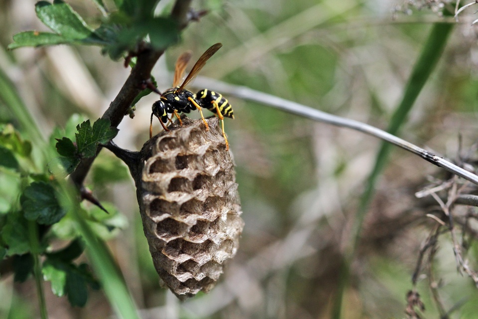 Hymenoptera - Hártyásszárnyúak