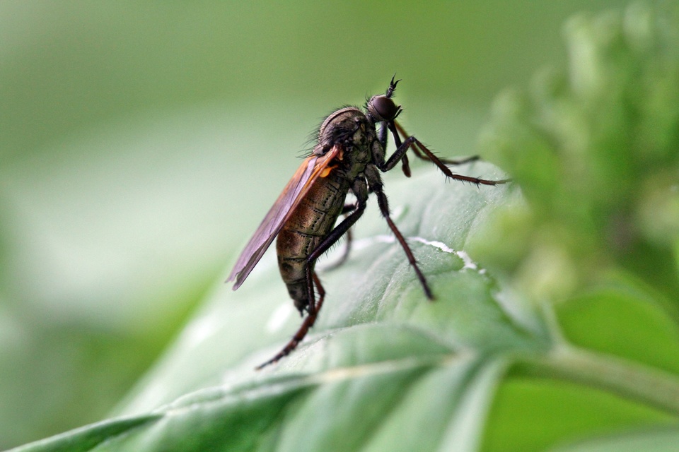 Empis