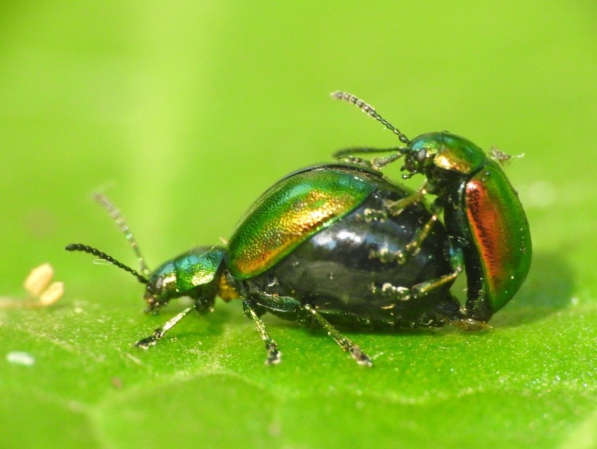 Gastrophysa viridula - sóska-levélbogár Gastrophysa viridula - sóska-levélbogár