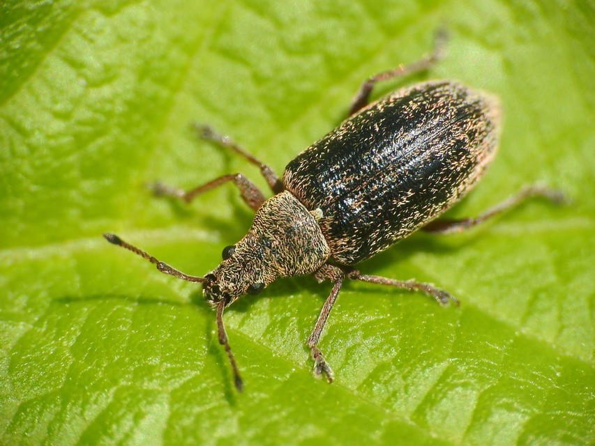 Phyllobius pyri - gyümölcsfa-levélormányos