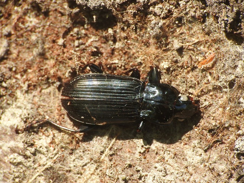 Pterostichus anthracinus - fekete gyászfutó