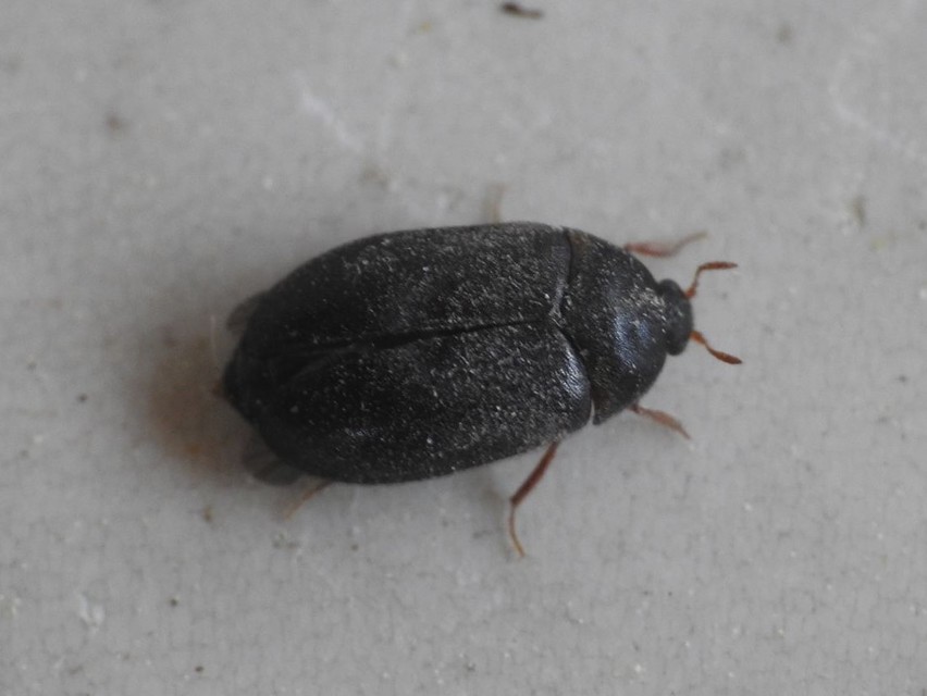 Attagenus brunneus - barna szűcsbogár