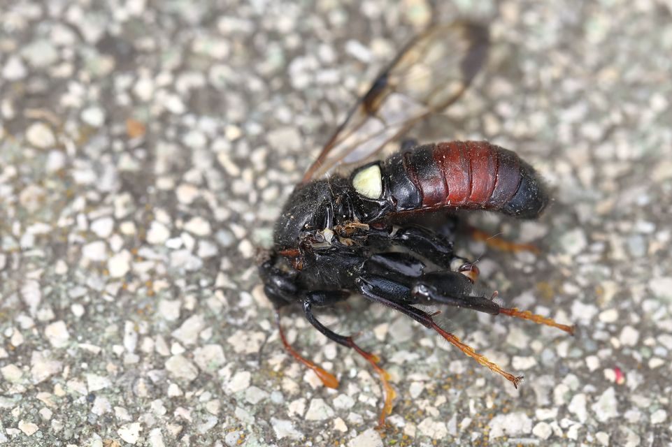 Cimbicidae - bunkóscsápú levéldarazsak