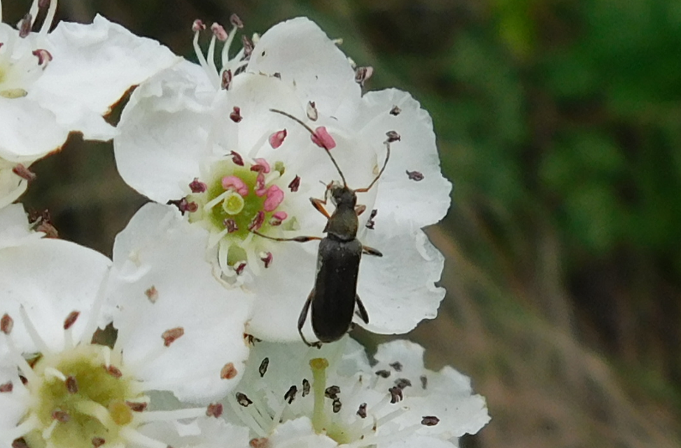 Grammoptera ruficornis - gyűrűscsápú galagonyacincér Grammoptera ruficornis - gyűrűscsápú galagonyacincér