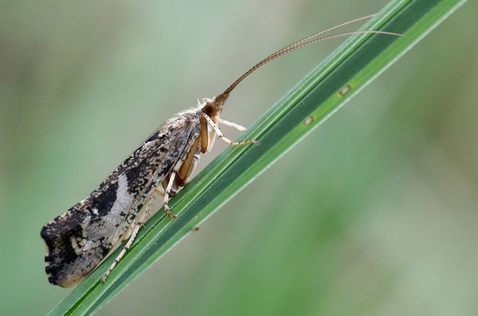 Limnephilidae