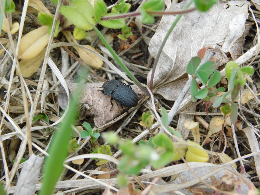 Opatrum sabulosum - sároshátú gyászbogár
