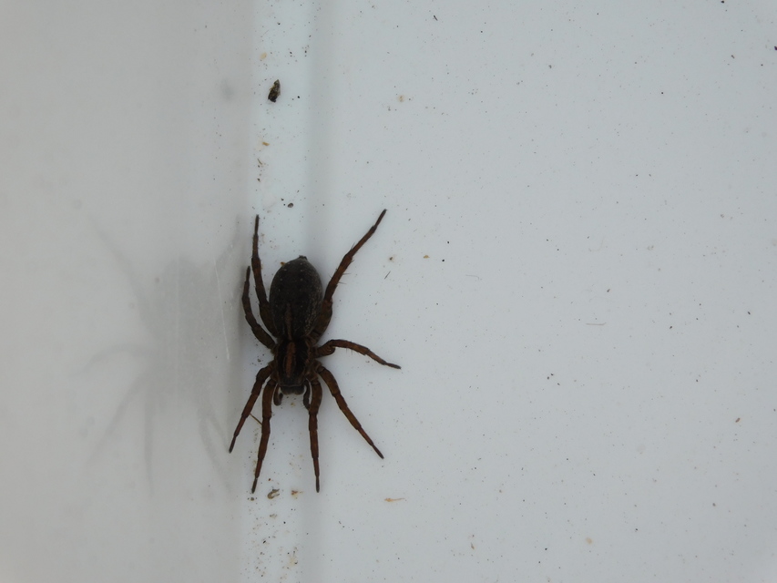 Trochosa