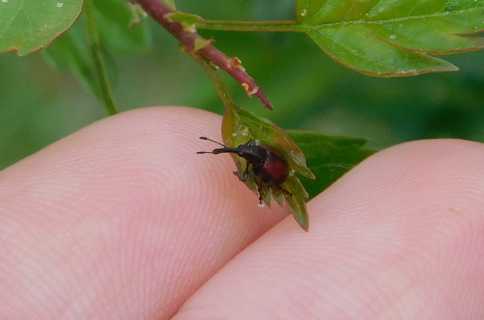 Tatianaerhynchites aequatus - piros kökényeszelény