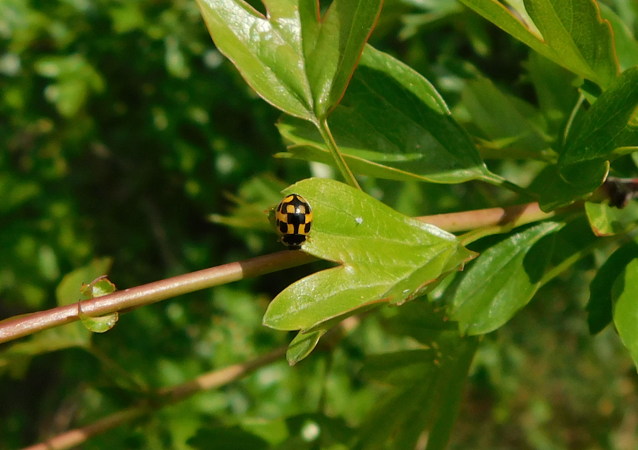 Propylea quatuordecimpunctata - tizennégypettyes füsskata