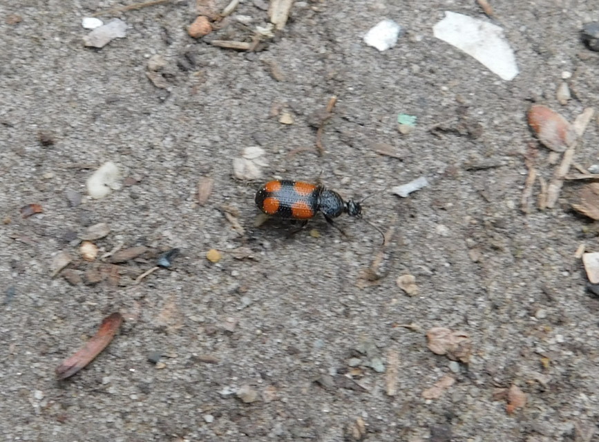Panagaeus bipustulatus - kis keresztesfutó