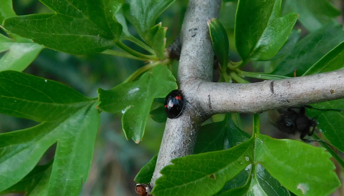 Exochomus quadripustulatus - négyfoltos szerecsenkata