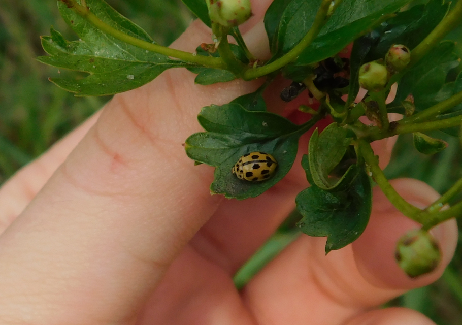 Propylea quatuordecimpunctata - tizennégypettyes füsskata