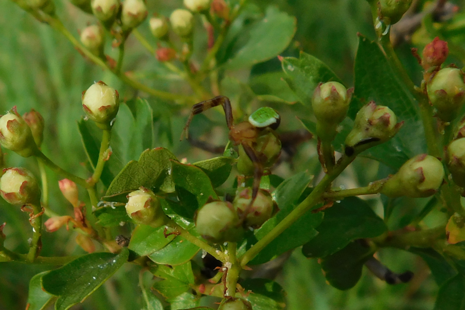 Ebrechtella tricuspidata - alakoskodó karolópók