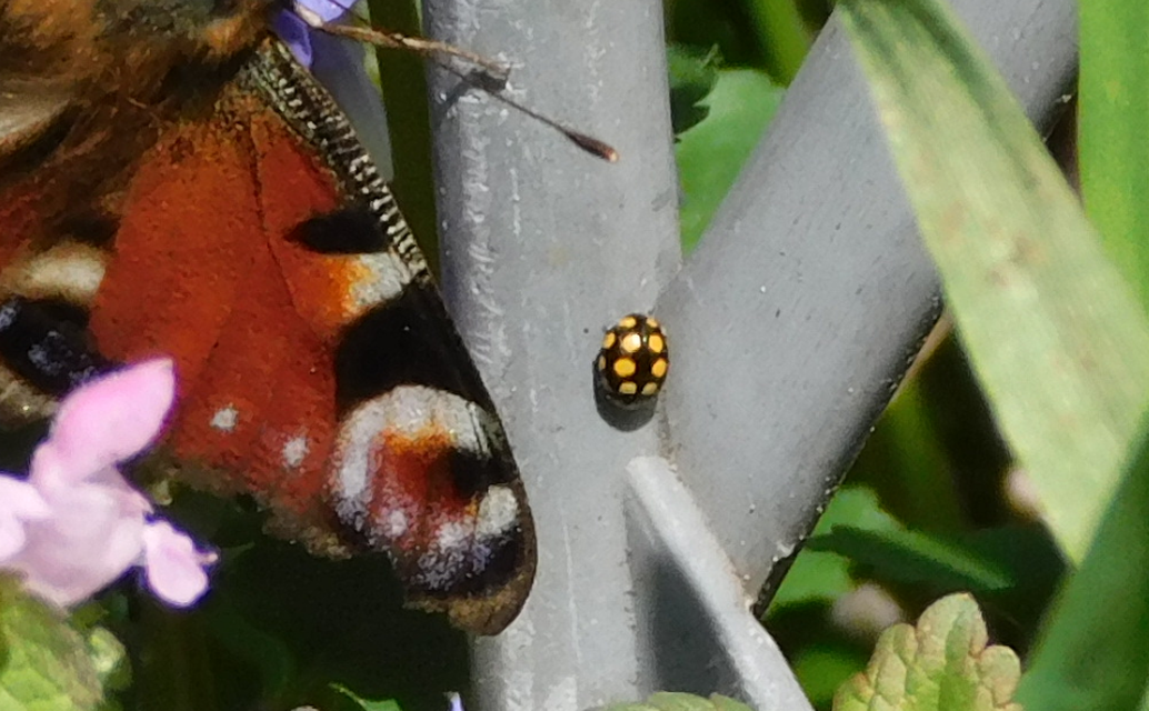 Coccinula quatuordecimpustulata - feketesárga katóka