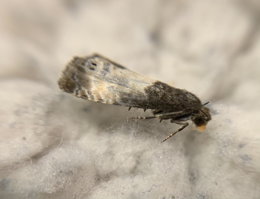 Notocelia cynosbatella - rózsahajtás-tükrösmoly