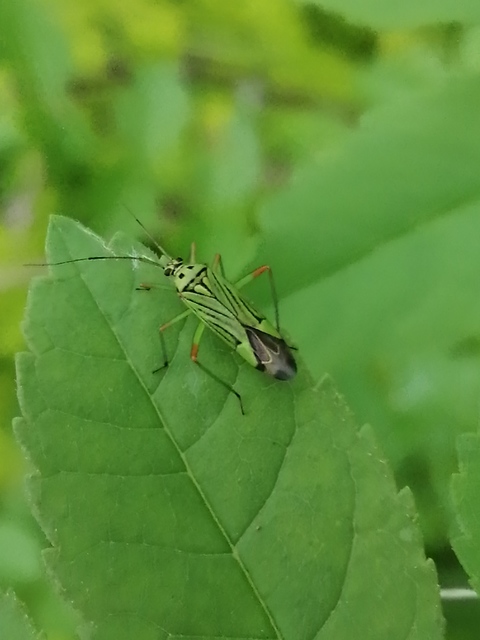 Mermitelocerus schmidtii