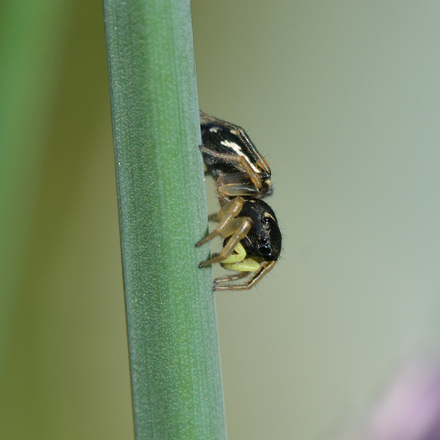 Heliophanus