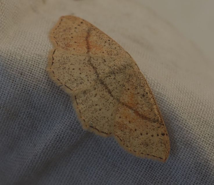 Cyclophora punctaria - sávos pettyesaraszoló