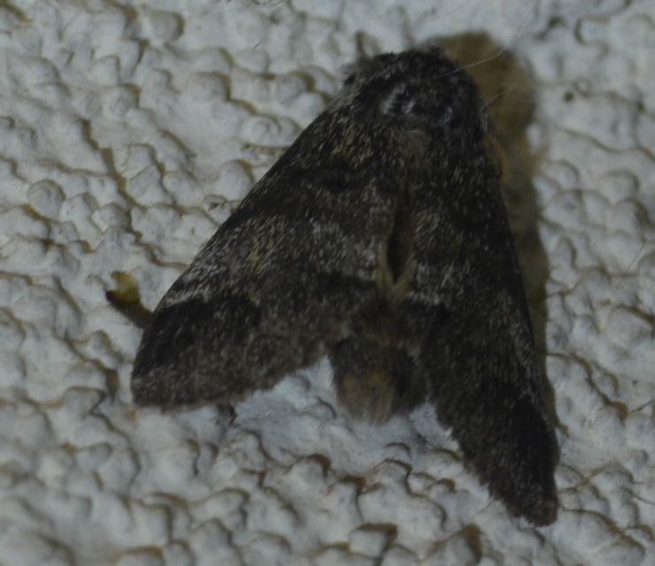 Drymonia dodonea - bélyeges púposszövő